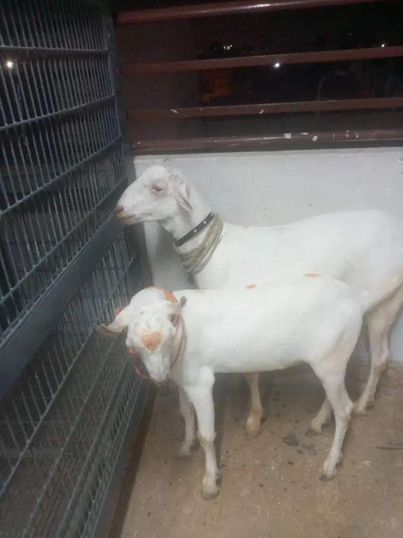 2 Healthy White Khassi Bakray for Sale | Heavy Size | Premium Quality — photo 2