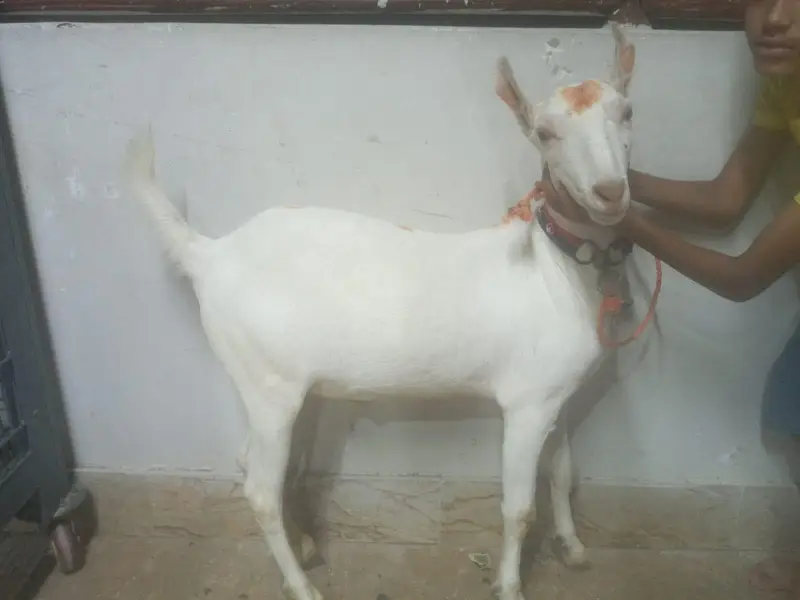 2 Healthy White Khassi Bakray for Sale | Heavy Size | Premium Quality — photo 3