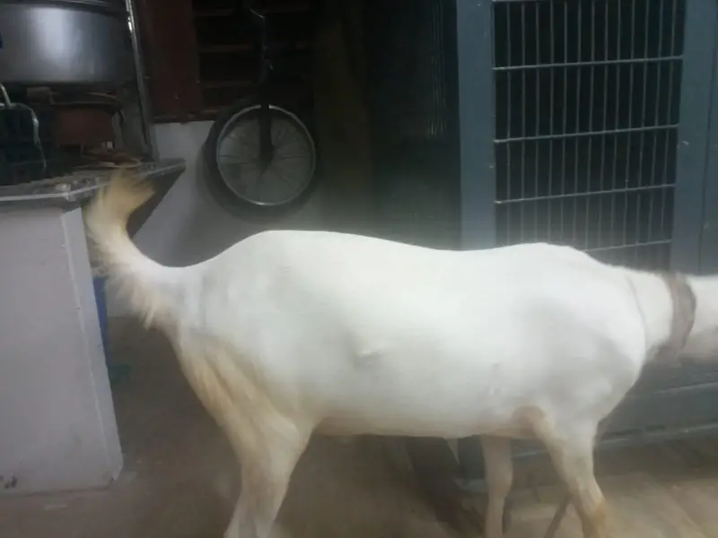 2 Healthy White Khassi Bakray for Sale | Heavy Size | Premium Quality — photo 4