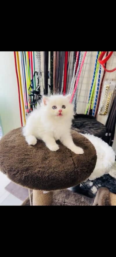 persian cat for sale