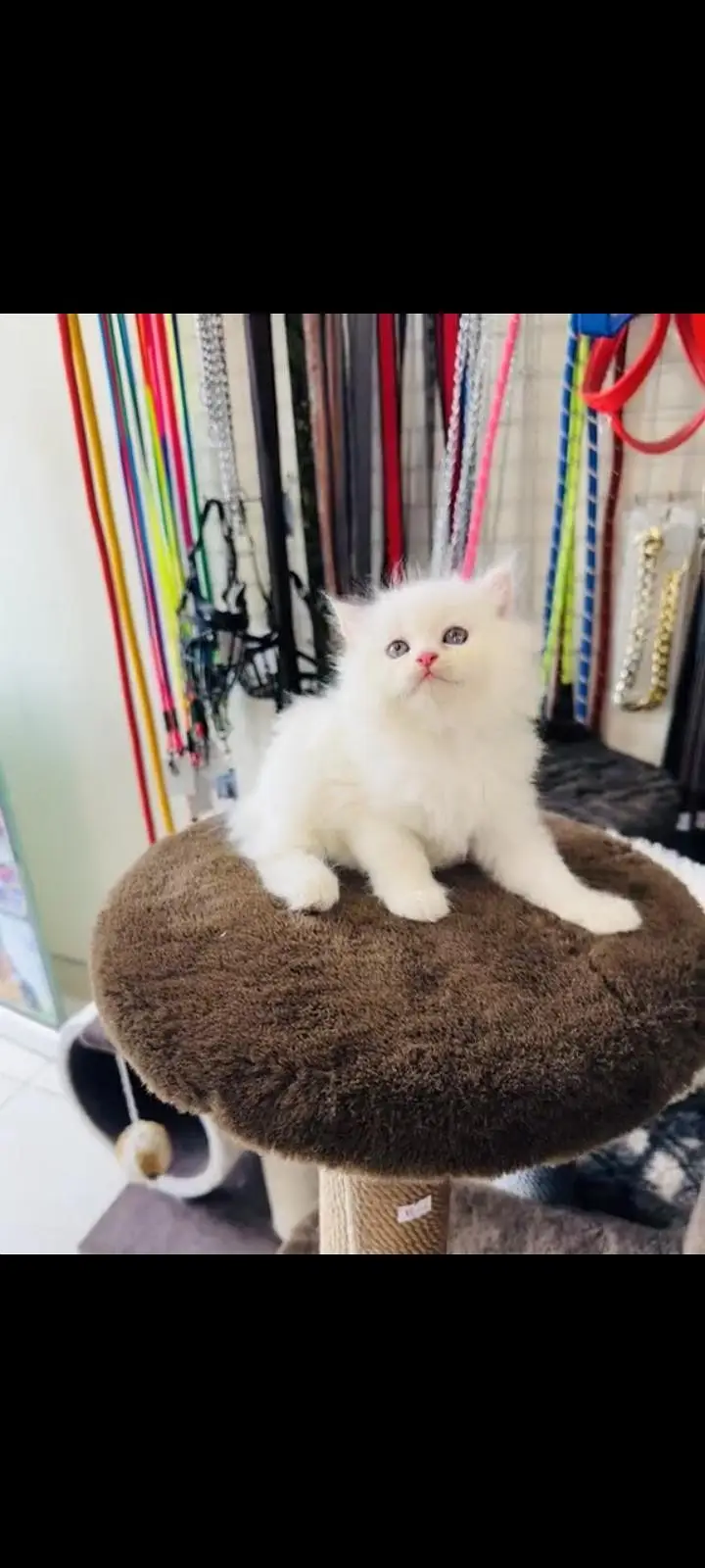 persian cat for sale — photo 3
