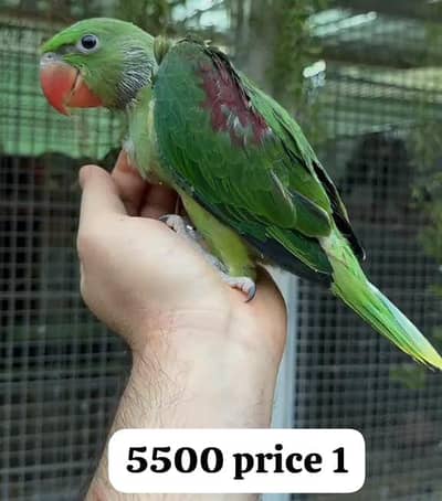 2 month old male raw parrot for sale