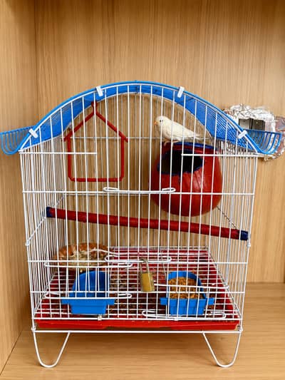 Swpp male with grey split female ready to breed with cage