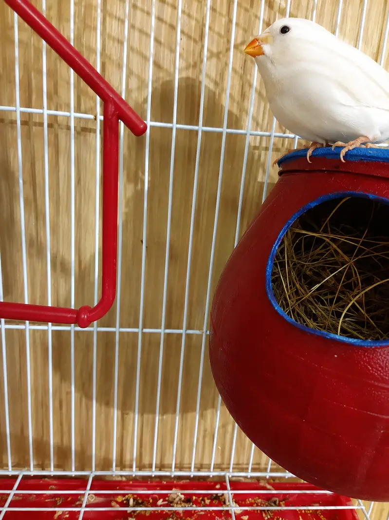 Swpp male with grey split female ready to breed with cage — photo 2