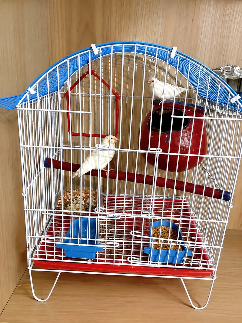 Swpp male with grey split female ready to breed with cage — photo 3