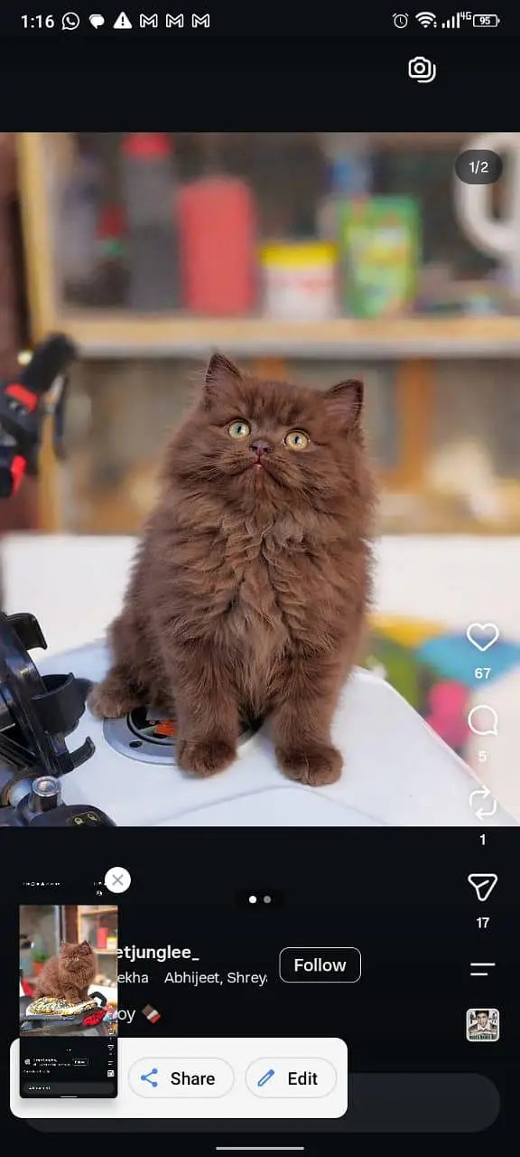 Persian kittens — photo 3