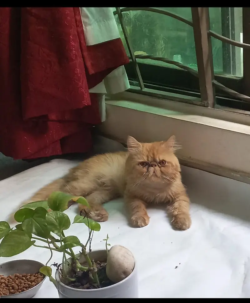 Piki Face Stud Male_ Peki | Stud | matting| Persian cat triple coat — photo 2