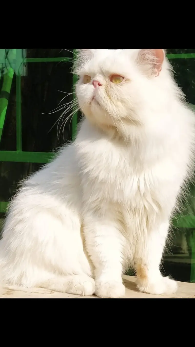Piki Face Stud Male_ Peki | Stud | matting| Persian cat triple coat — photo 3