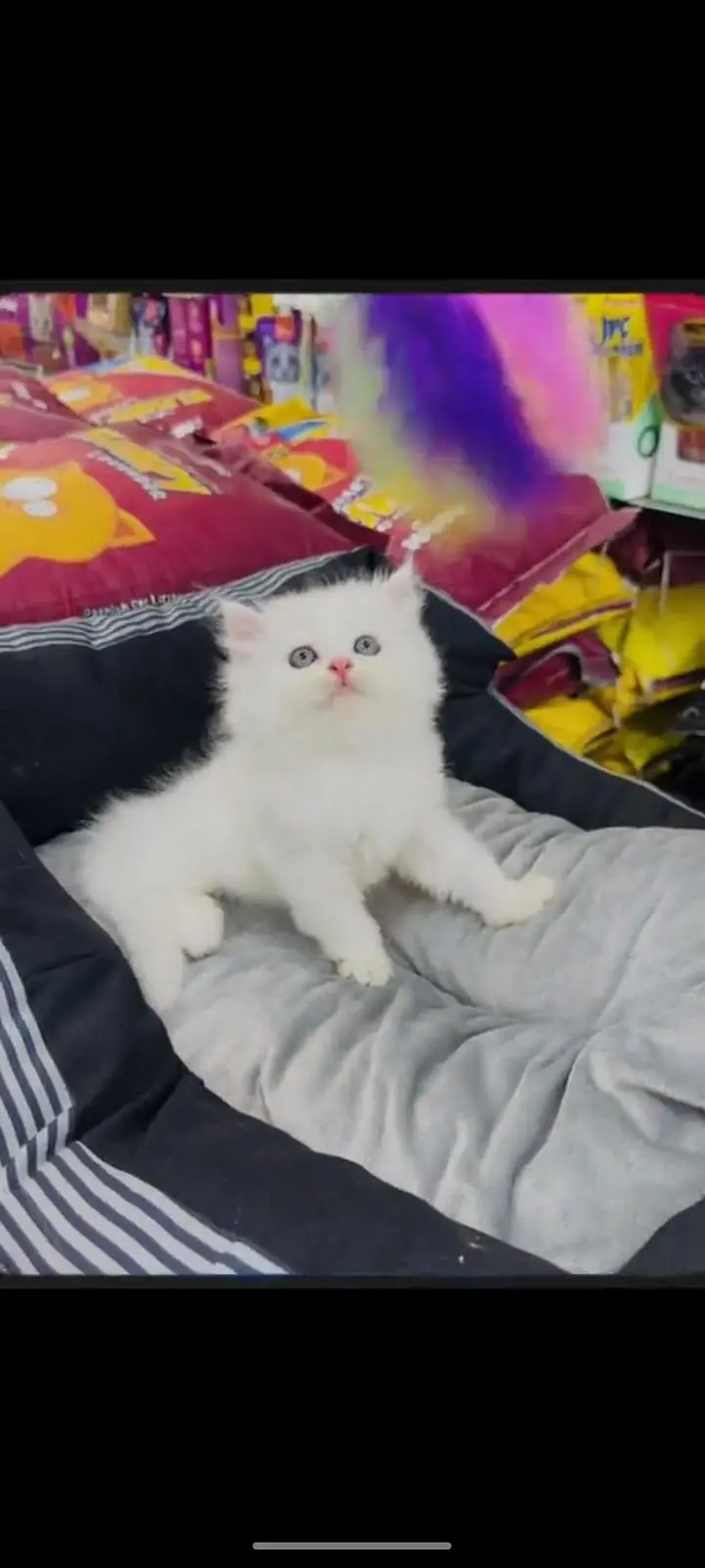 persian cat for sale