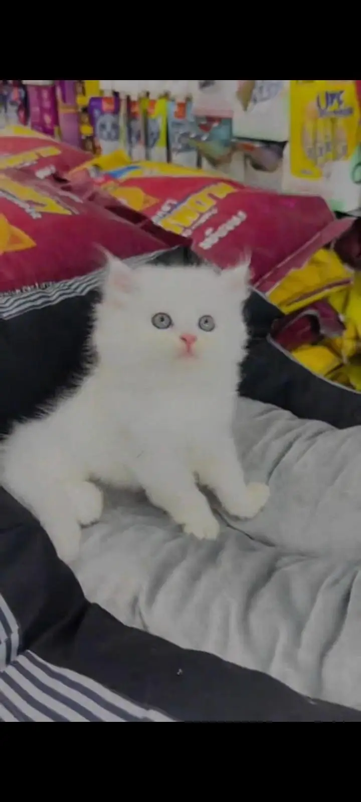 persian cat for sale — photo 2