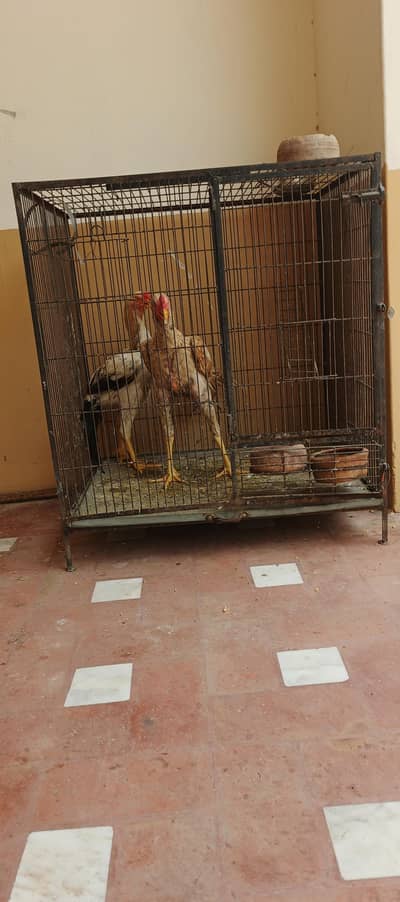 kashmiri parit cage for sale