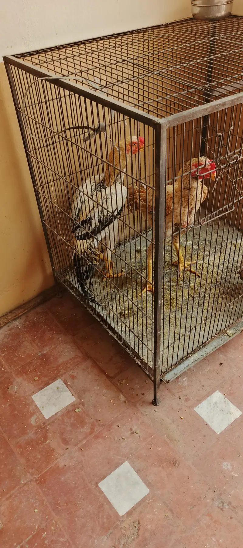 kashmiri parit cage for sale — photo 2