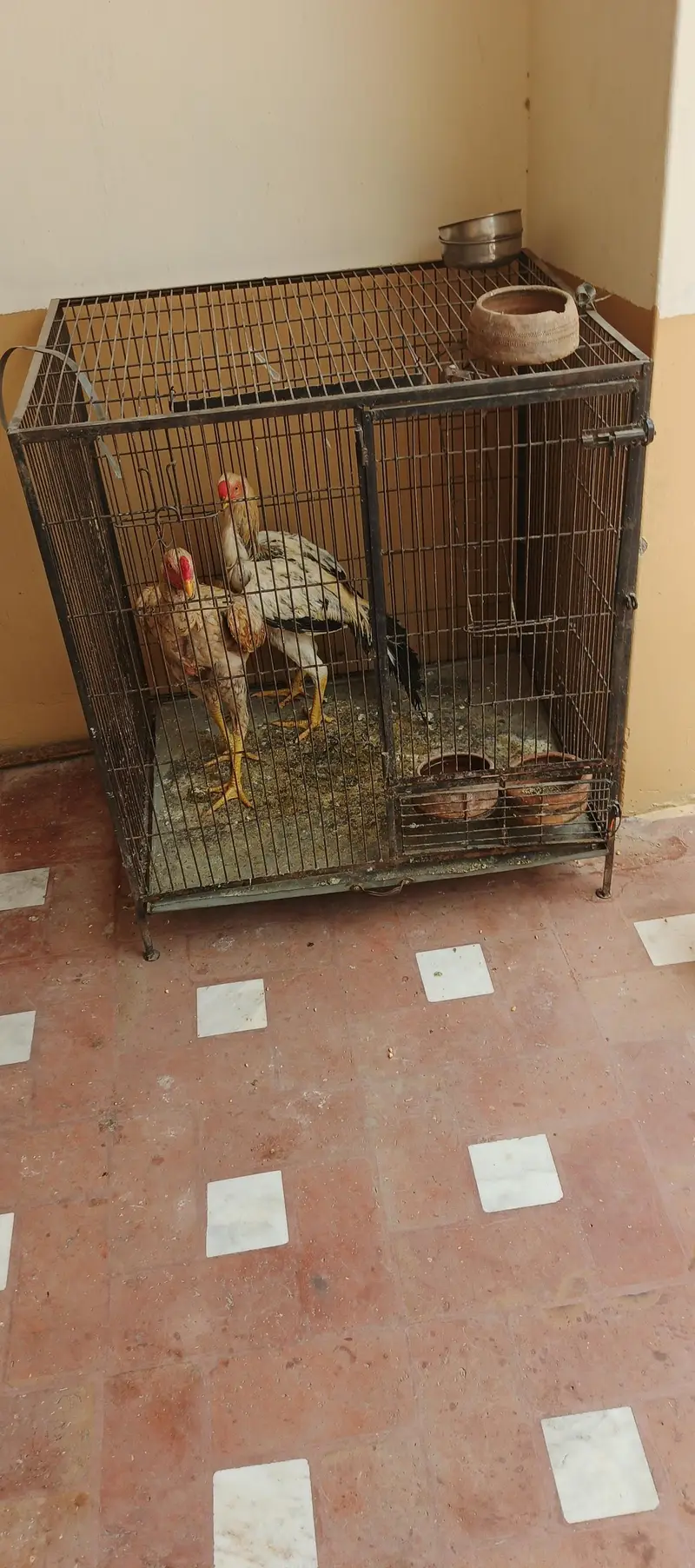 kashmiri parit cage for sale — photo 3