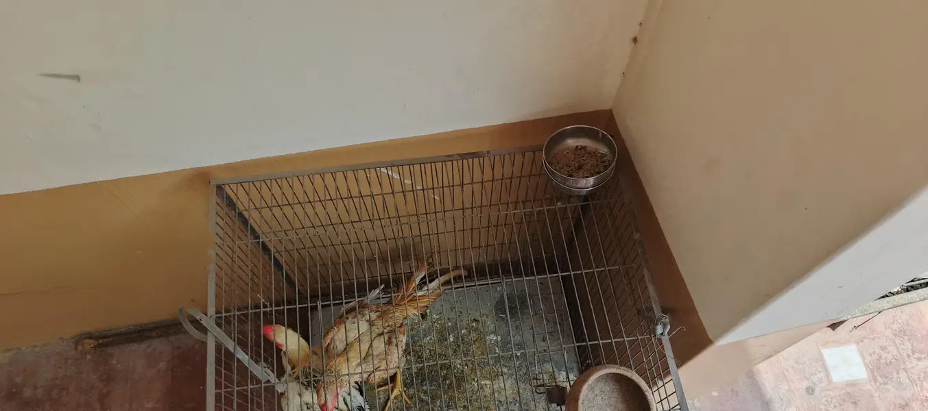 kashmiri parit cage for sale — photo 4