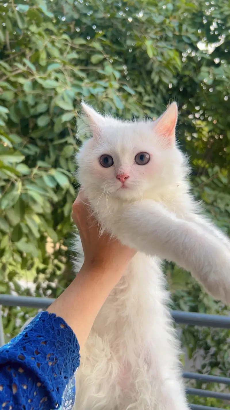 white fluffy kitten blue eyes — photo 2