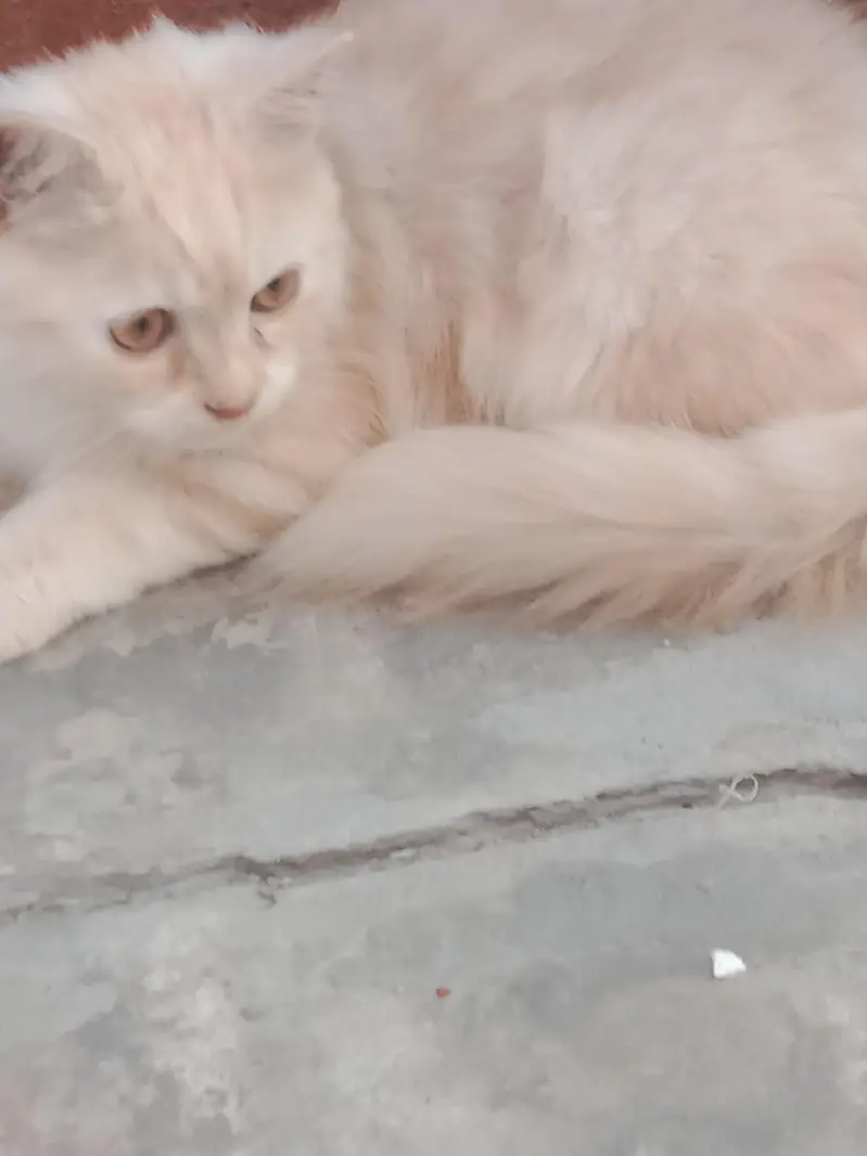 white fluffy kitten blue eyes — photo 3