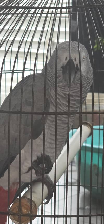 grey parrot