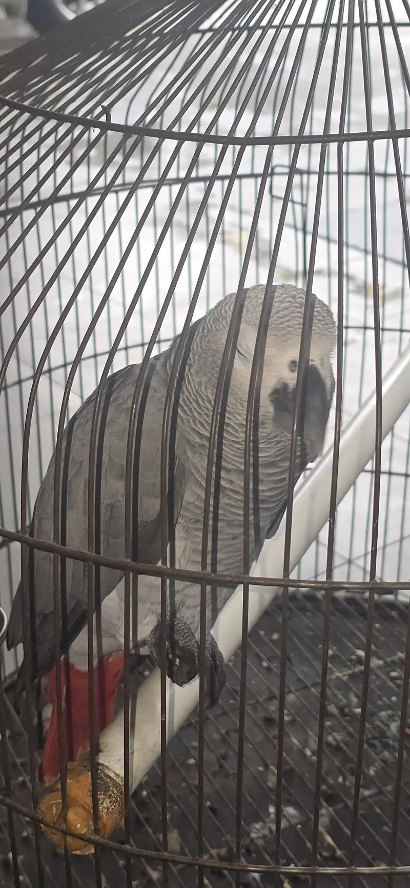 grey parrot — photo 2