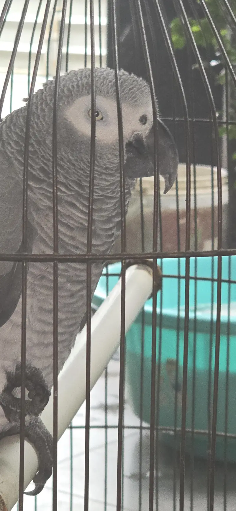grey parrot — photo 3