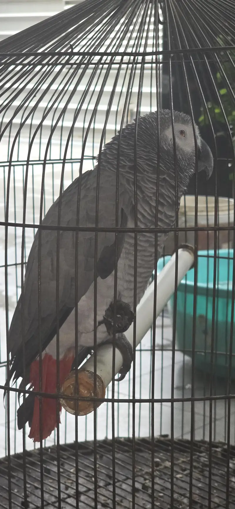 grey parrot — photo 4