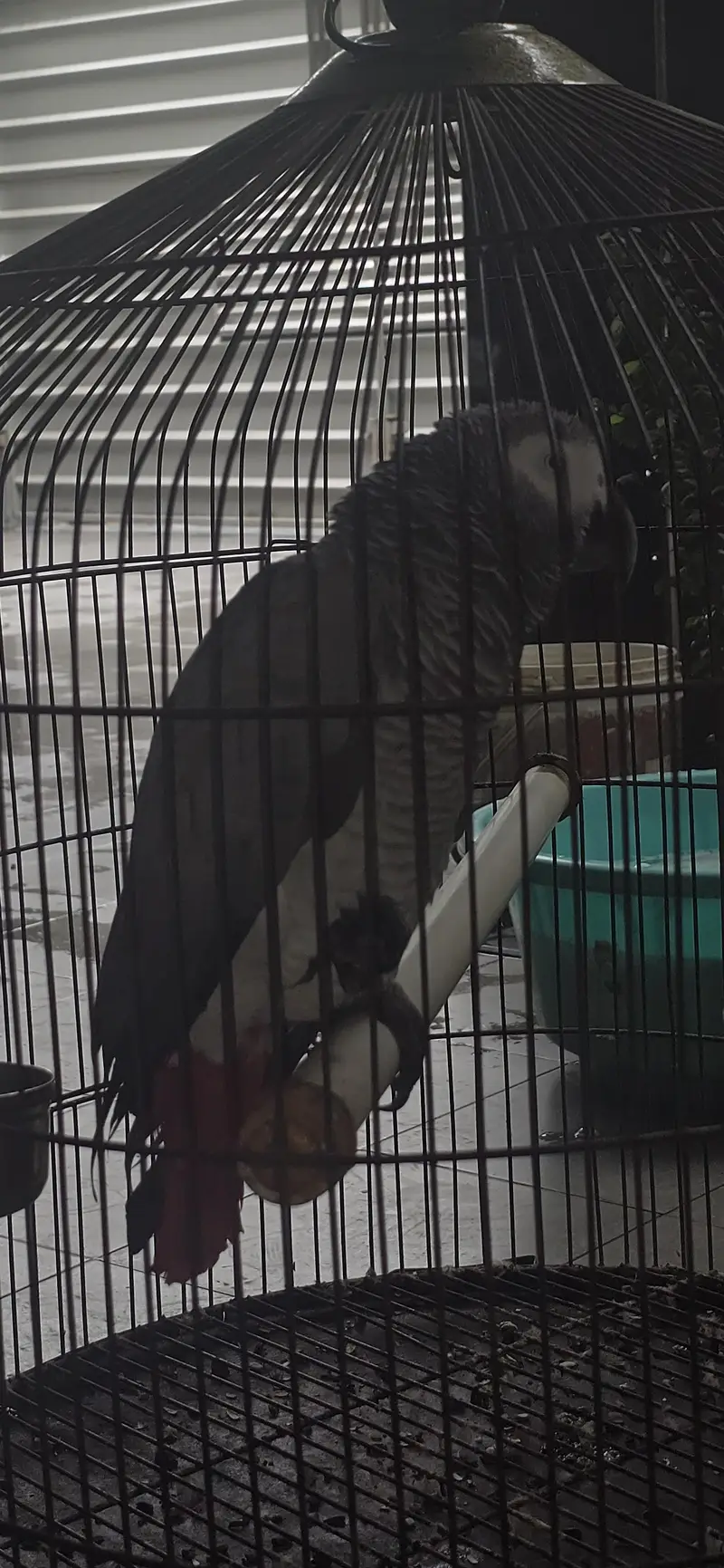 grey parrot — photo 5