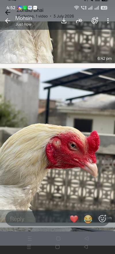 heera breed