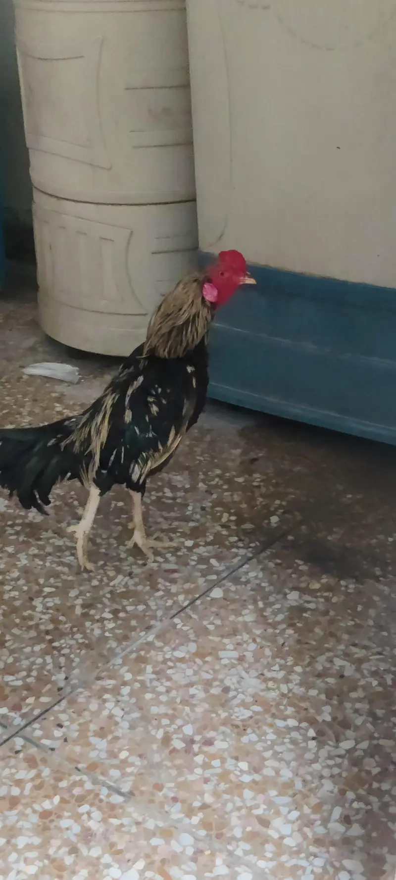 Aseel Jawa 2 Murgia sath pinjra — photo 2