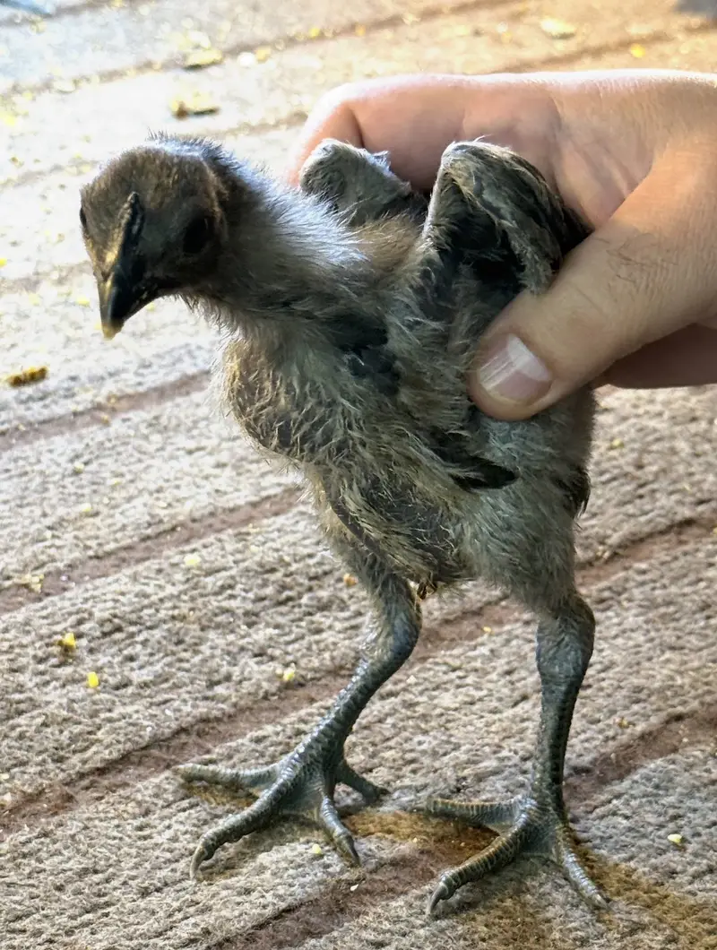 Dragon chicks ,White , Black & Blue. — photo 4