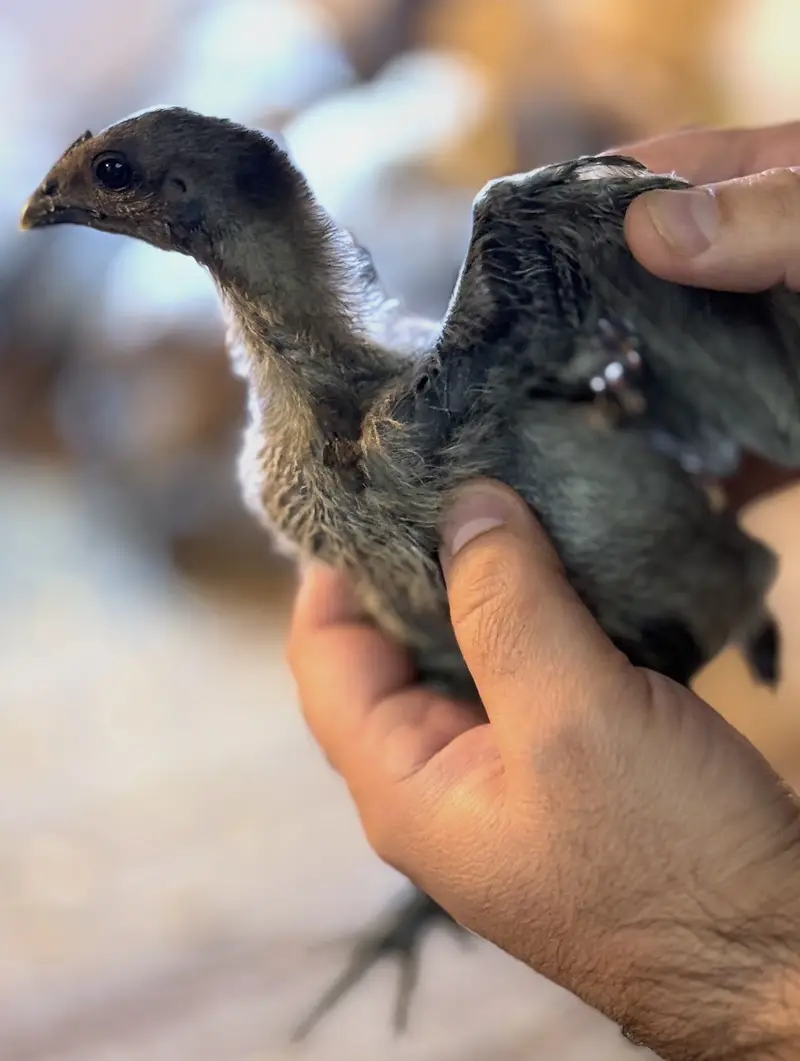 Dragon chicks ,White , Black & Blue. — photo 6