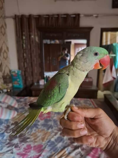 Raw parrot male