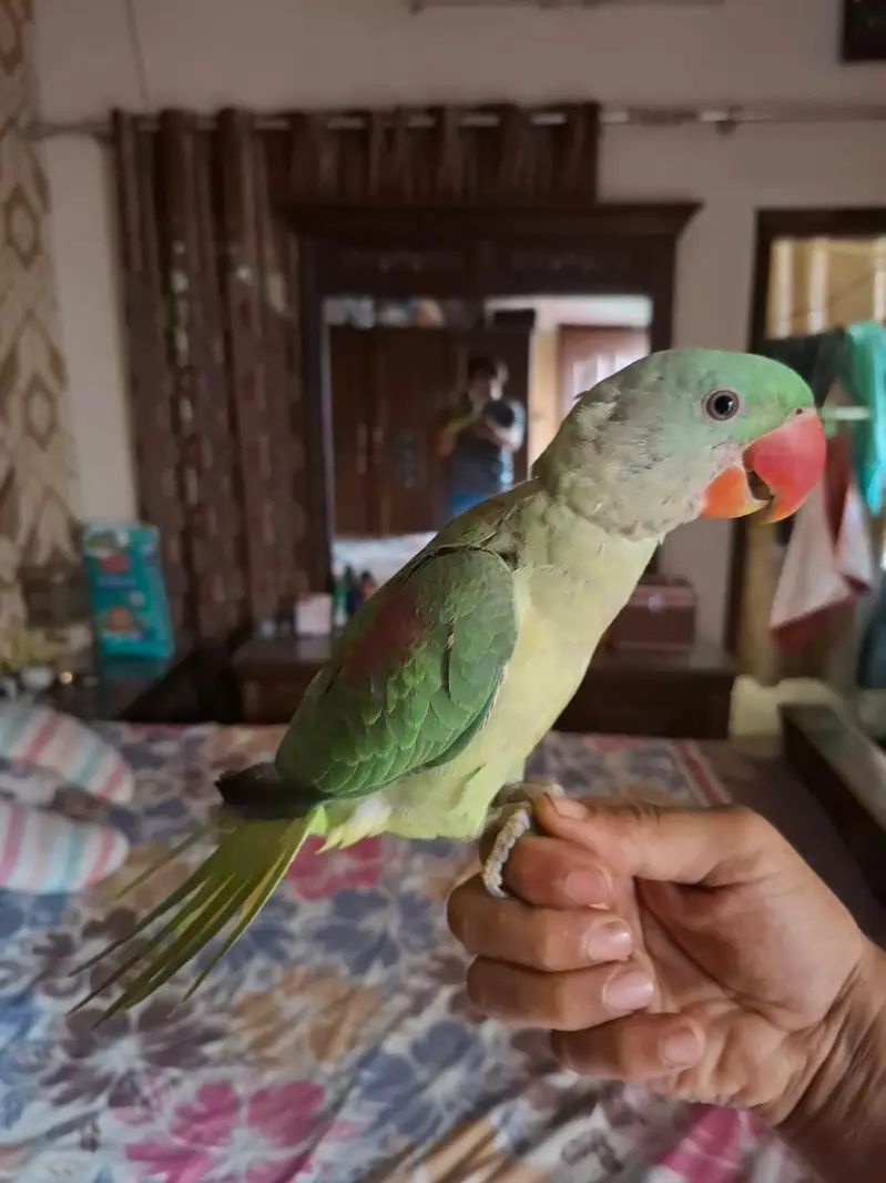 Raw parrot male