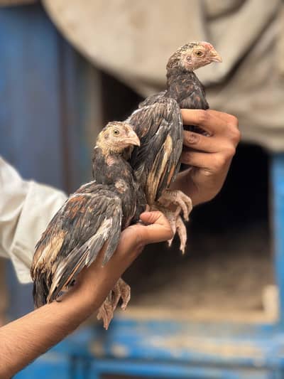 amorha cross chicks pair available