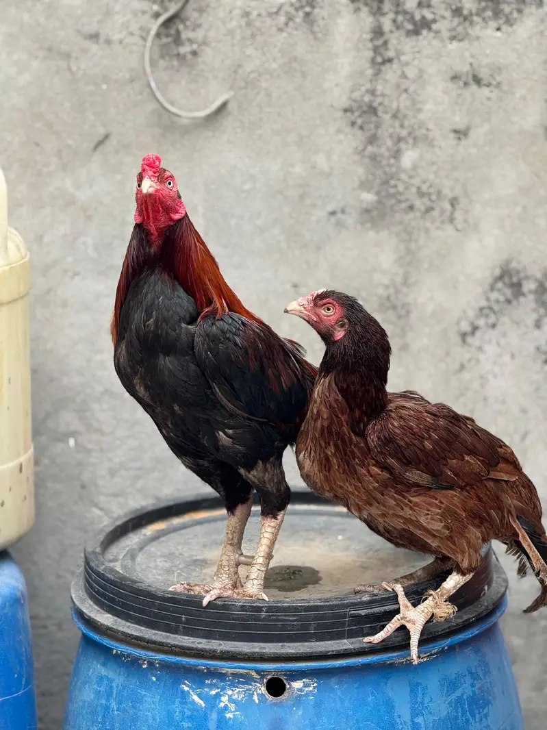amorha cross chicks pair available — photo 5