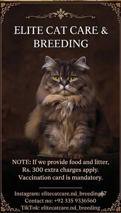 Professional Cat Boarding&Breeding services in Peshawar |