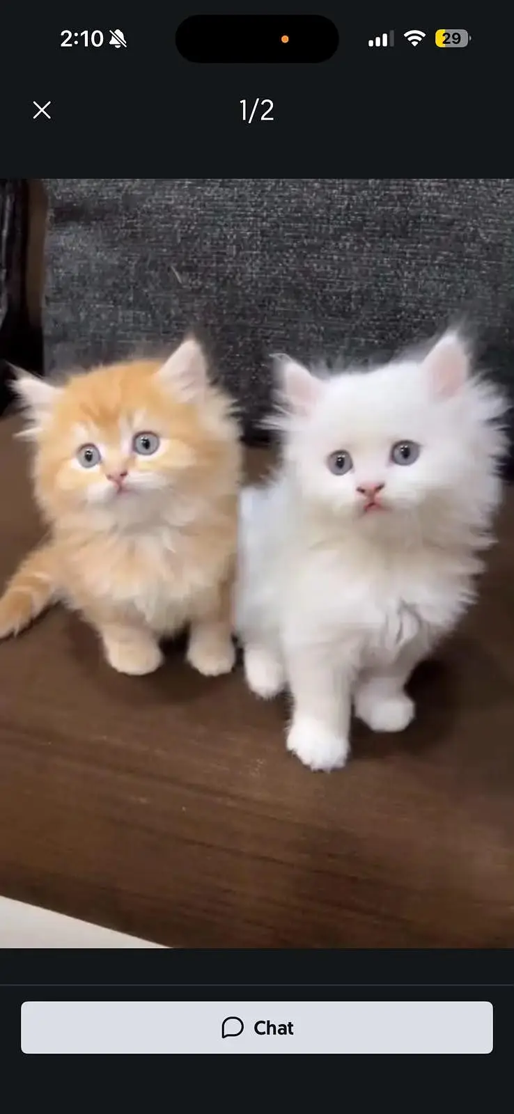 Persian kittens — photo 2