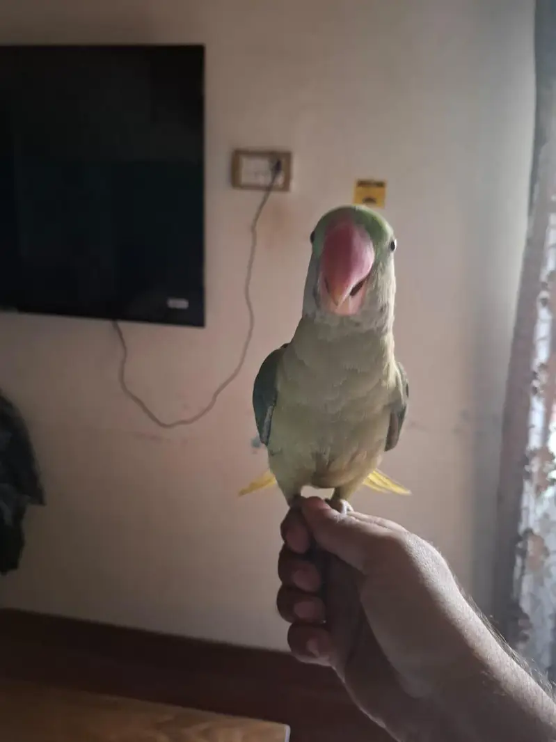 Raw parrot male — photo 2
