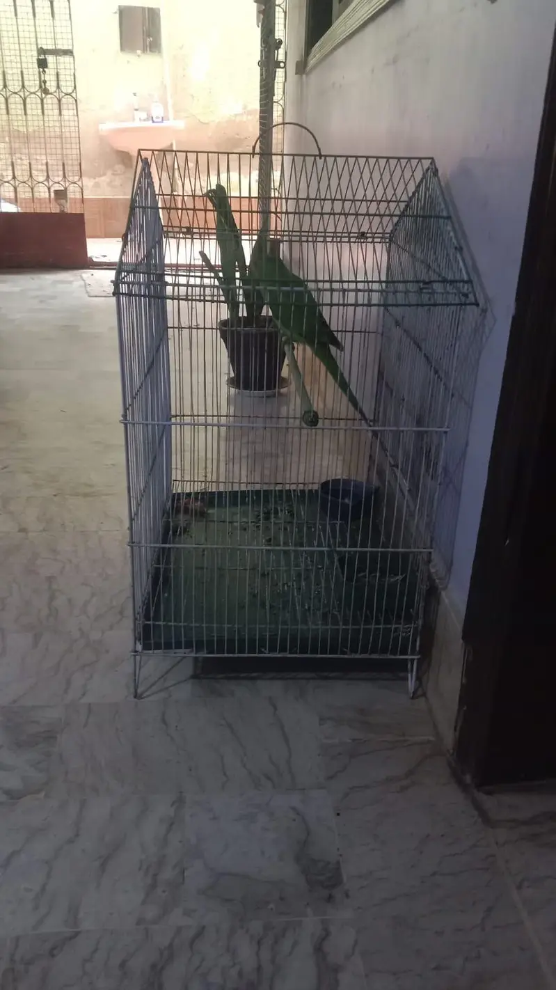 Ringneck Perot — photo 2