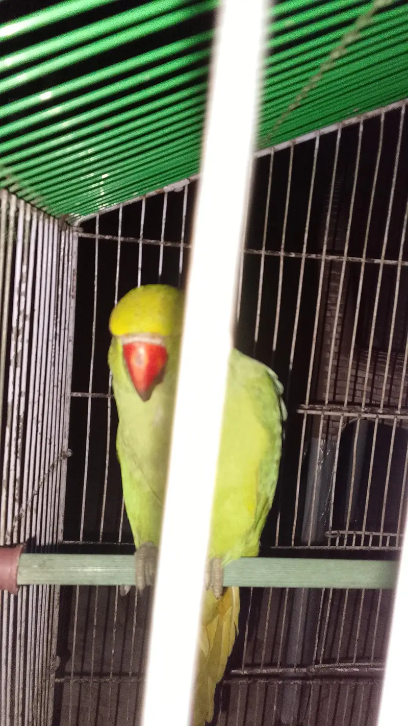 Ringneck Perot — photo 4