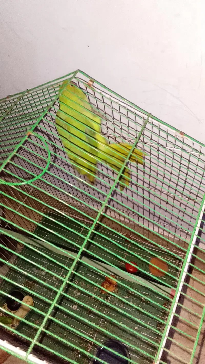 Ringneck Perot — photo 5