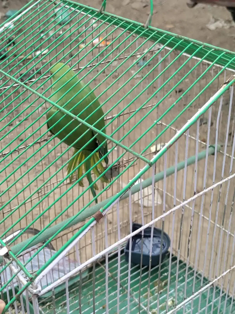 Ringneck Perot — photo 6