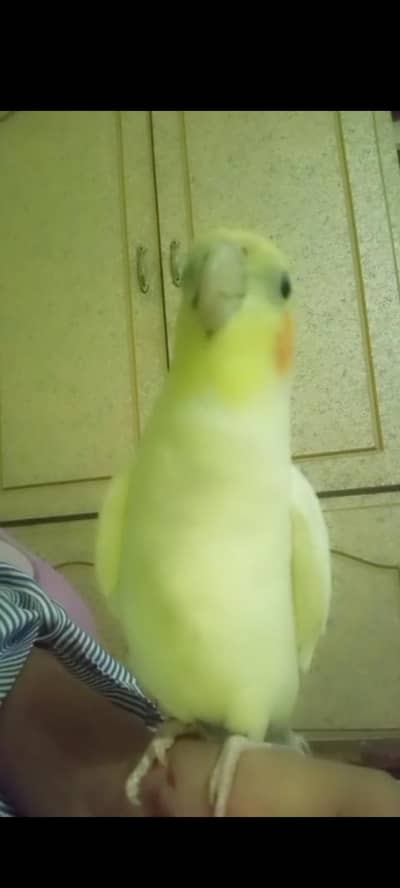 White Cocktail parrot for sale