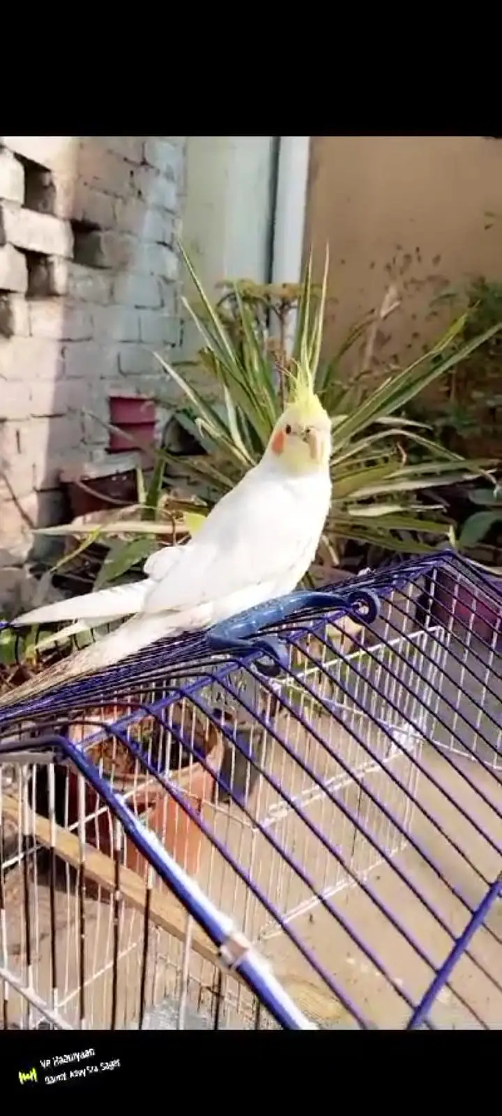 White Cocktail parrot for sale — photo 2