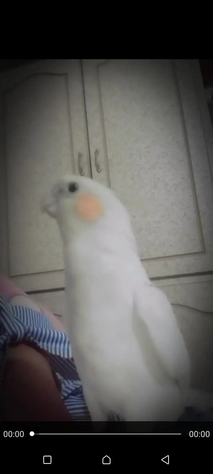 White Cocktail parrot for sale — photo 3