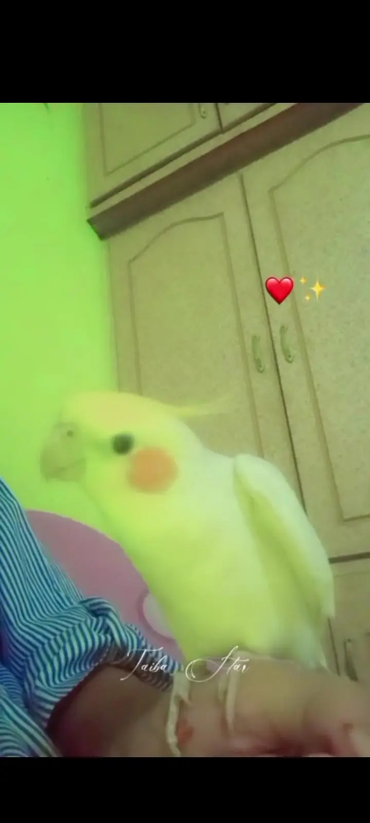 White Cocktail parrot for sale — photo 4