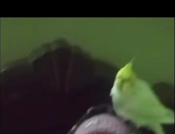 White Cocktail parrot for sale — photo 5