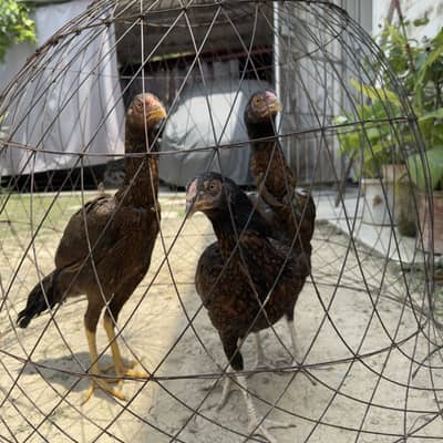 High quality Aseel females best breed