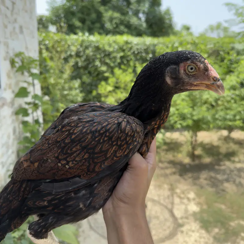 High quality Aseel females best breed — photo 4