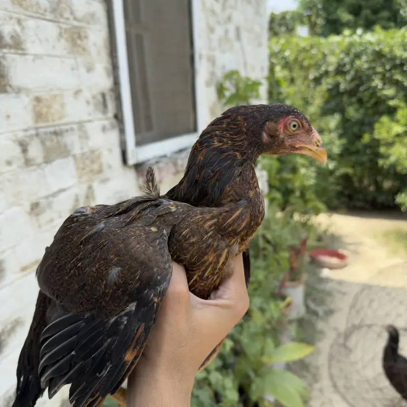 High quality Aseel females best breed — photo 5