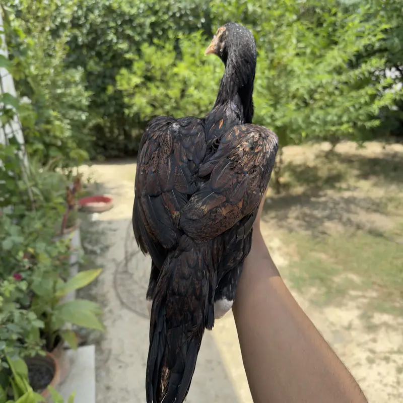 High quality Aseel females best breed — photo 6