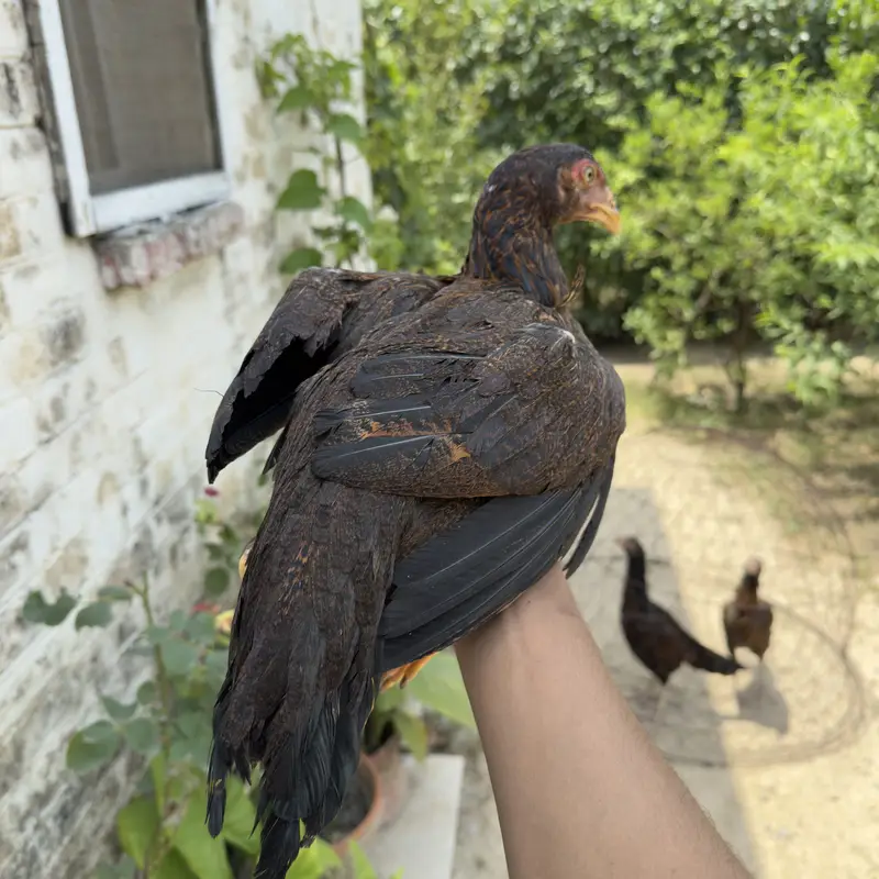 High quality Aseel females best breed — photo 7